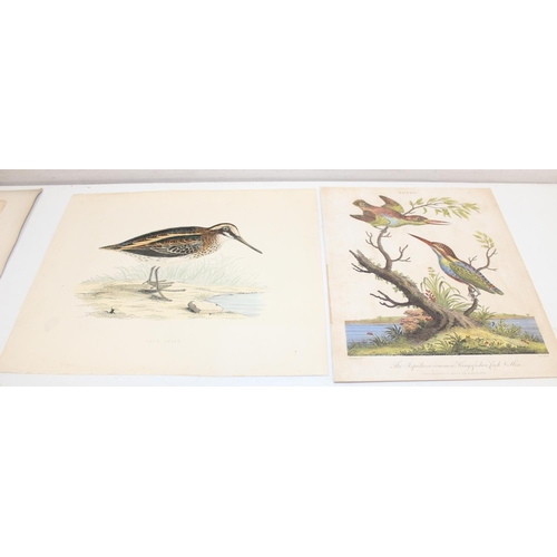 476 - Qty of antique and later printed plates of birds, to incl examples by J. Smit, I. Chapman, Kippin et... 