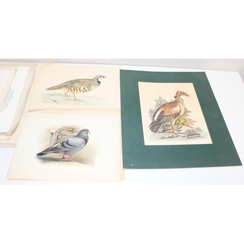 476 - Qty of antique and later printed plates of birds, to incl examples by J. Smit, I. Chapman, Kippin et... 