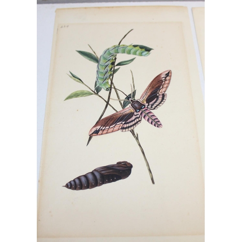 478 - Assorted coloured book plate prints to incl hand-coloured examples from The Natural History of Briti... 