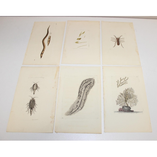 478 - Assorted coloured book plate prints to incl hand-coloured examples from The Natural History of Briti... 