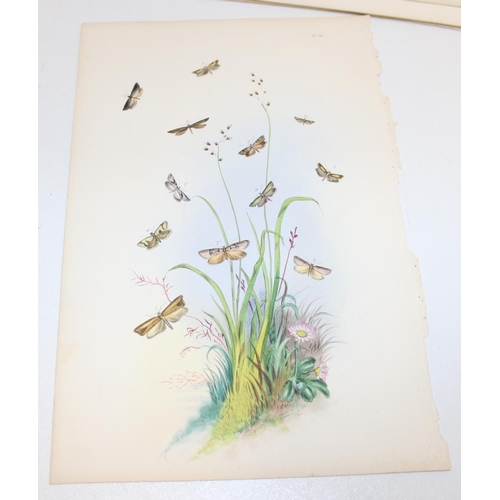 479 - Assorted antique coloured book plate prints/lithographs of butterflies and moths to incl examples by... 