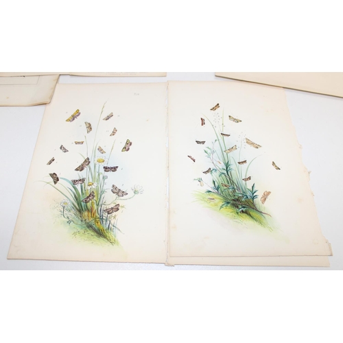 479 - Assorted antique coloured book plate prints/lithographs of butterflies and moths to incl examples by... 