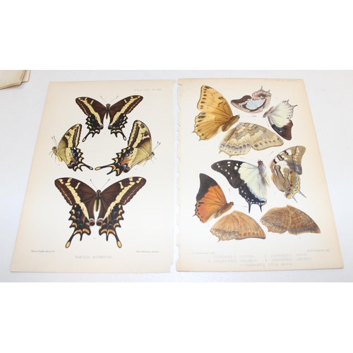 479 - Assorted antique coloured book plate prints/lithographs of butterflies and moths to incl examples by... 