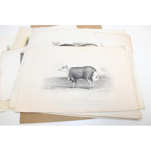 480 - Qty of antique and later book plate prints/lithographs, mostly animal themed to incl examples by R. ... 