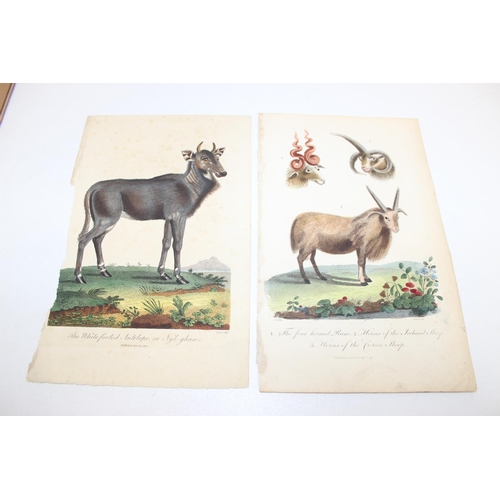 480 - Qty of antique and later book plate prints/lithographs, mostly animal themed to incl examples by R. ... 