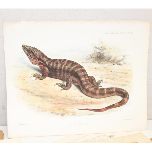 480 - Qty of antique and later book plate prints/lithographs, mostly animal themed to incl examples by R. ... 