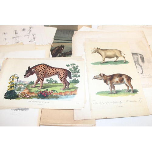 480 - Qty of antique and later book plate prints/lithographs, mostly animal themed to incl examples by R. ... 