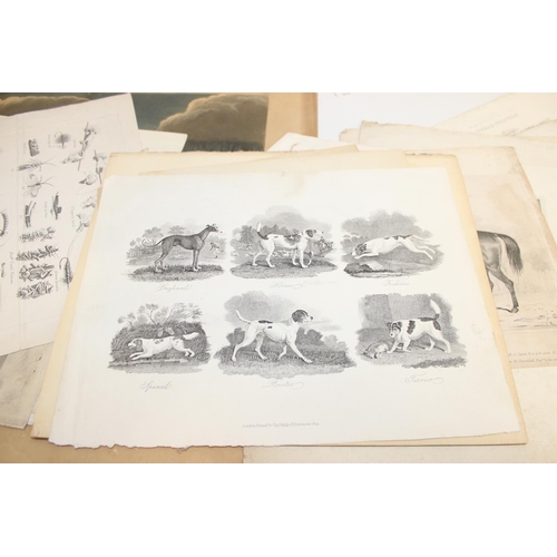 480 - Qty of antique and later book plate prints/lithographs, mostly animal themed to incl examples by R. ... 