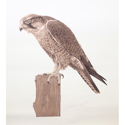 477 - 3 prints of birds of prey, to incl a pair of Tawny owl chicks & Peregrine falcons 59cm x 46cm