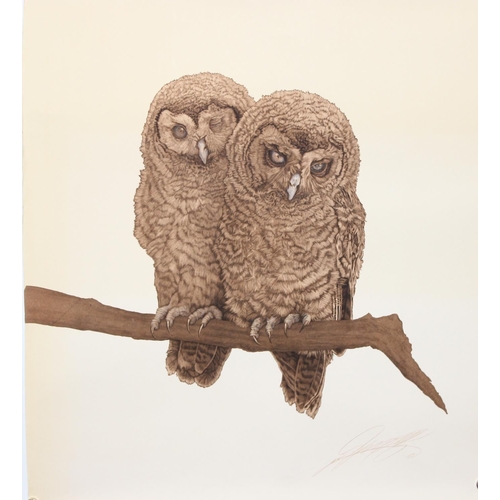 477 - 3 prints of birds of prey, to incl a pair of Tawny owl chicks & Peregrine falcons 59cm x 46cm