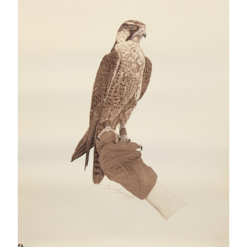 477 - 3 prints of birds of prey, to incl a pair of Tawny owl chicks & Peregrine falcons 59cm x 46cm