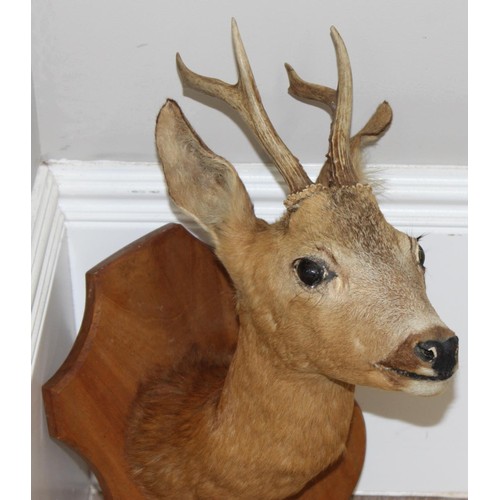 1559 - Vintage taxidermy study of a Roe Deer head mounted on wooden shield, approx 55cm from tip of ear to ... 