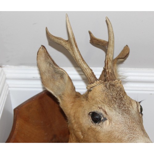 1559 - Vintage taxidermy study of a Roe Deer head mounted on wooden shield, approx 55cm from tip of ear to ... 