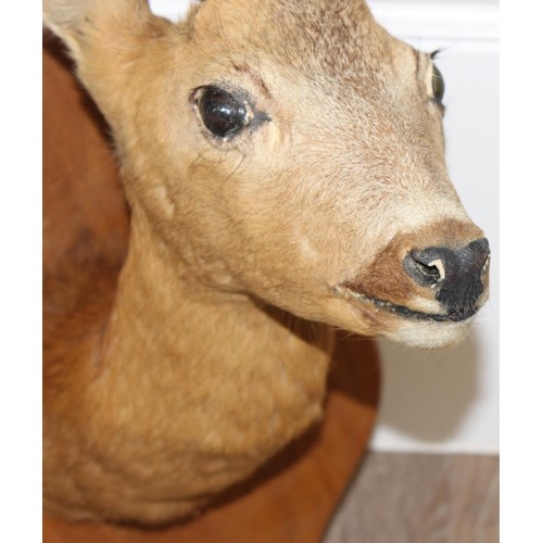 1559 - Vintage taxidermy study of a Roe Deer head mounted on wooden shield, approx 55cm from tip of ear to ... 