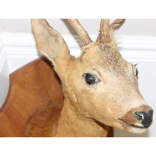 1559 - Vintage taxidermy study of a Roe Deer head mounted on wooden shield, approx 55cm from tip of ear to ... 