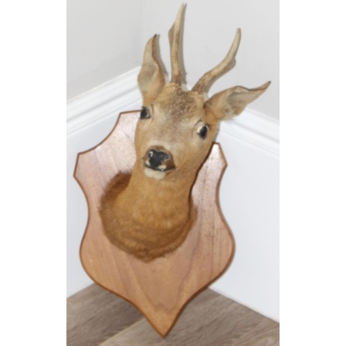 1559 - Vintage taxidermy study of a Roe Deer head mounted on wooden shield, approx 55cm from tip of ear to ... 