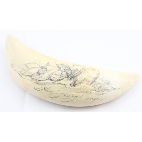 1562D - Gary Tonkin (Australian, 1949-) a scrimshaw whale's teeth entitled 