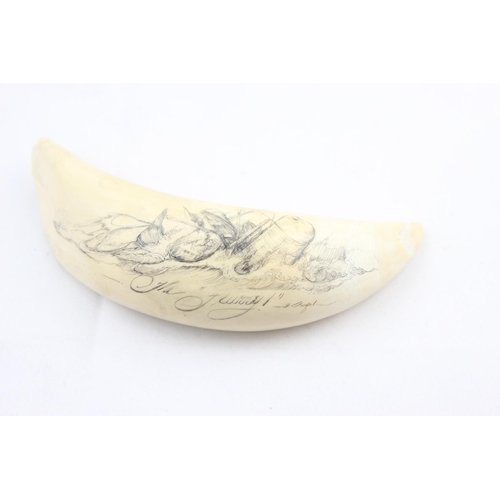 1562D - Gary Tonkin (Australian, 1949-) a scrimshaw whale's teeth entitled 