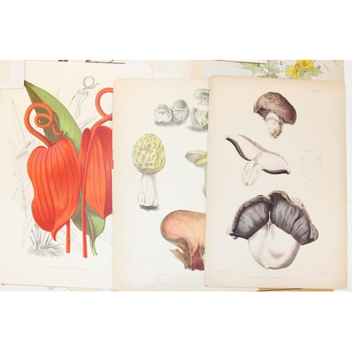 481 - Qty of antique and later book plate prints/lithographs, mostly flower/plant themed to incl examples ... 