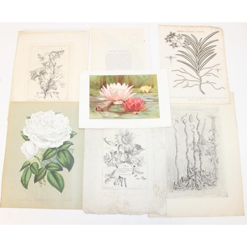 481 - Qty of antique and later book plate prints/lithographs, mostly flower/plant themed to incl examples ... 