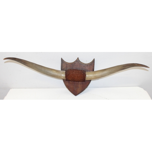 1456 - Taxidermy: pair of vintage cow horns mounted on wooden shield, span approx 83cm