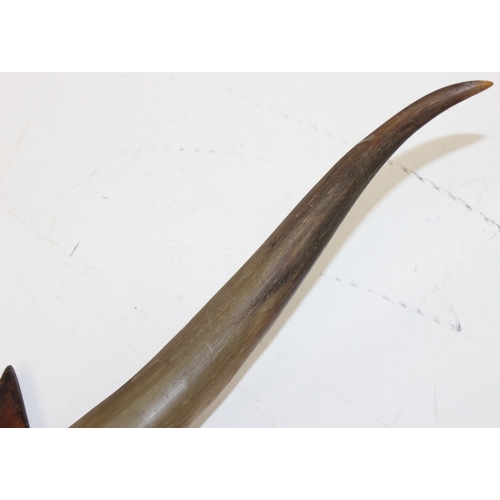 1456 - Taxidermy: pair of vintage cow horns mounted on wooden shield, span approx 83cm