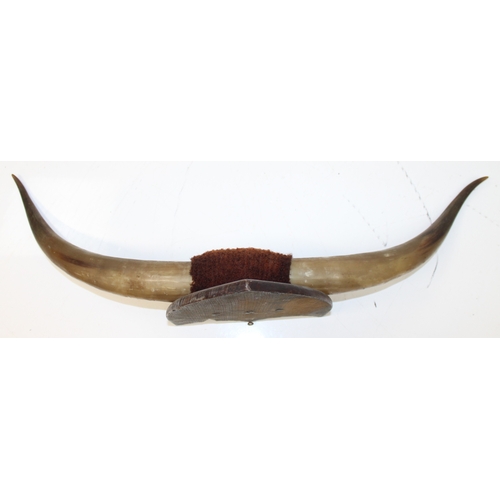 1456 - Taxidermy: pair of vintage cow horns mounted on wooden shield, span approx 83cm