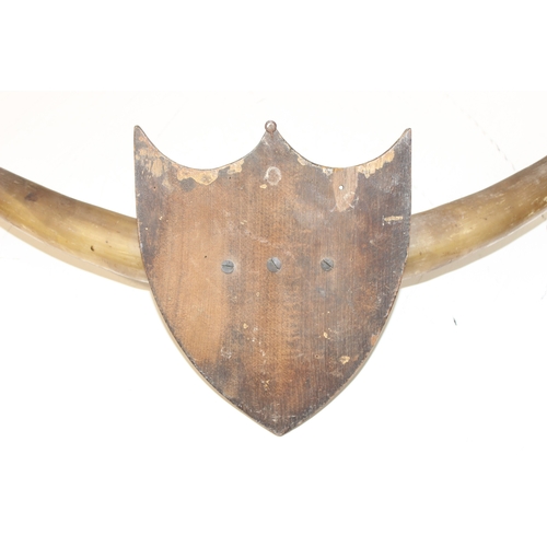 1456 - Taxidermy: pair of vintage cow horns mounted on wooden shield, span approx 83cm