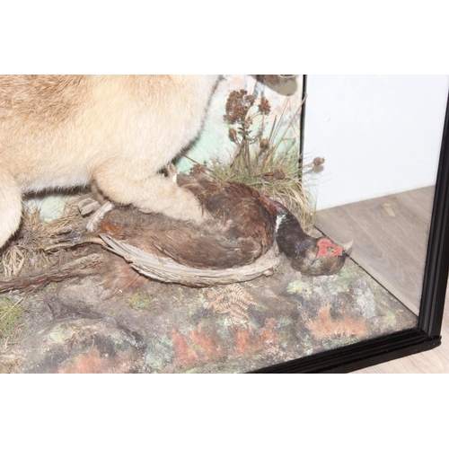 1537 - Vintage taxidermy study of a fox and pheasant in a realistic setting in glazed display case, approx ... 