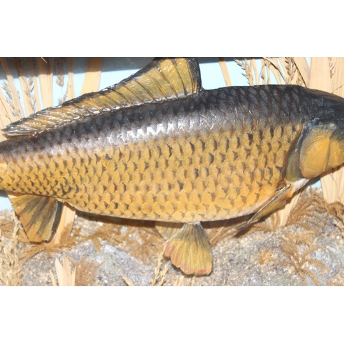 1536 - Vintage taxidermy study of a 9lb 3oz Carp, caught by E. Cousins Esq. 1952, in glazed display case, a... 