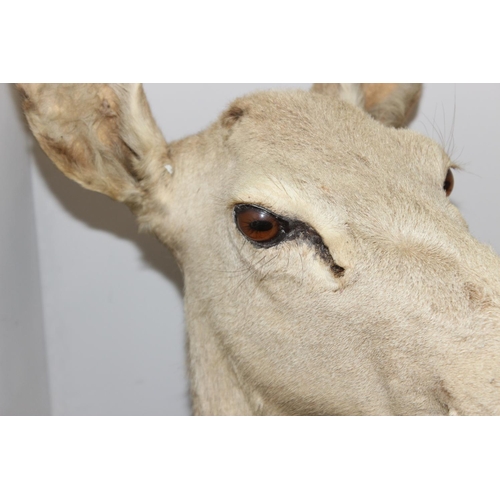 1539 - Vintage taxidermy study of an Elk head mounted on wooden shield, approx 80cm from tip of ear to bott... 