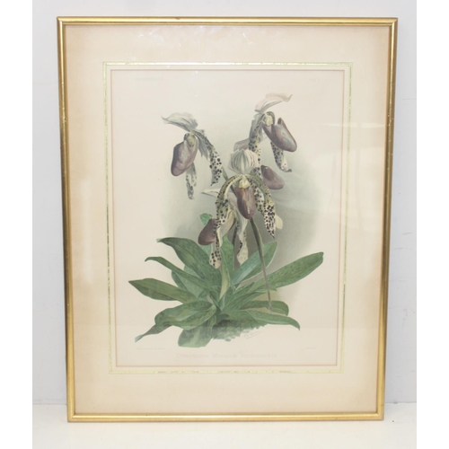 458 - Henry George Moon (1857-1905), 2 antique coloured botanical prints of Orchids to inc  Cypripedium Mo... 