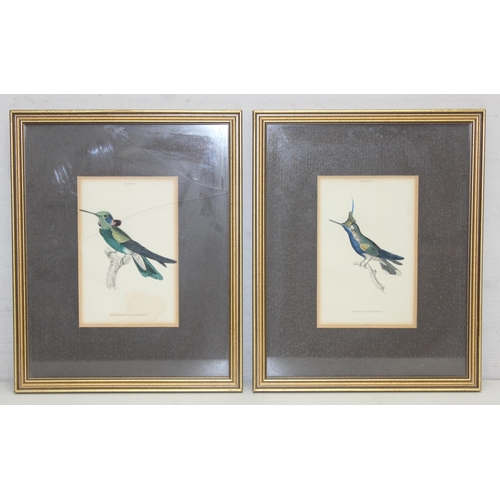 365 - William Lizars (1788-1859), a set of 8 antique hand coloured prints or engravings of exotic birds, l... 