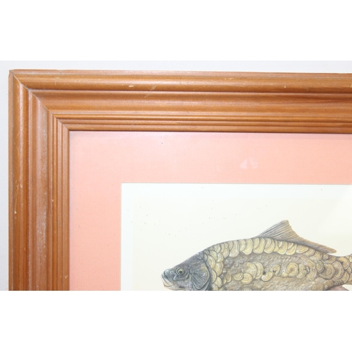 404 - Antique style print of fish to inc Carp, Silver Bream & Tench, approx 65cm x 46cm inc frame