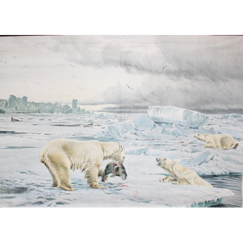 401 - Large mid-century German wall-hanging educational poster depicting polar bears hunting by Richard Fr... 