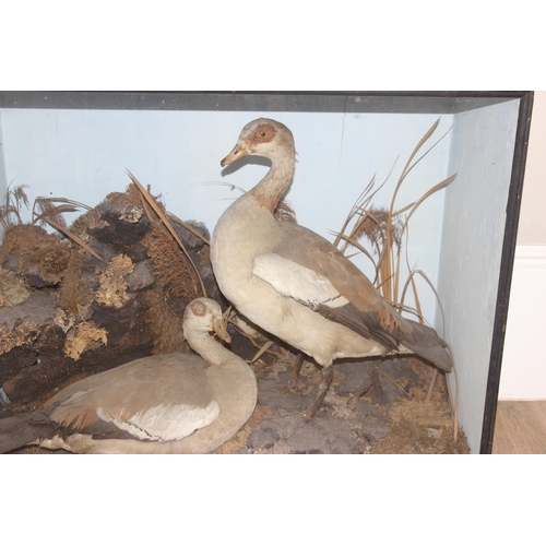 1405 - A pair of Victorian taxidermy Nile Geese (Goose) in black painted wooden case and naturalistic setti... 