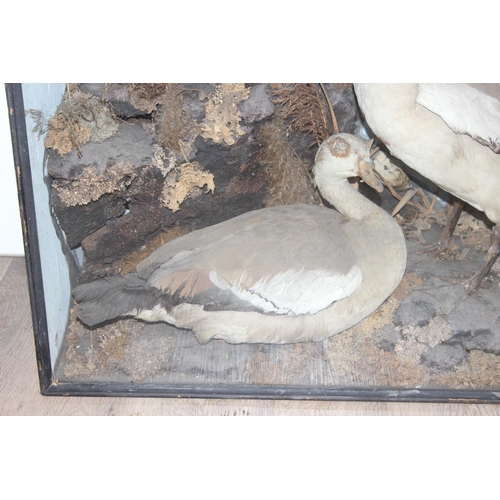 1405 - A pair of Victorian taxidermy Nile Geese (Goose) in black painted wooden case and naturalistic setti... 