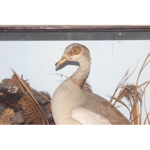 1405 - A pair of Victorian taxidermy Nile Geese (Goose) in black painted wooden case and naturalistic setti... 