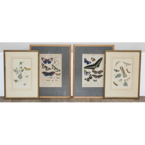 411 - Assorted antique plates or prints of insects and butterflies in glazed frames, largest approx 42cm x... 