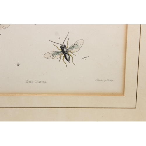 411 - Assorted antique plates or prints of insects and butterflies in glazed frames, largest approx 42cm x... 