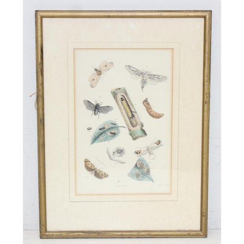 411 - Assorted antique plates or prints of insects and butterflies in glazed frames, largest approx 42cm x... 