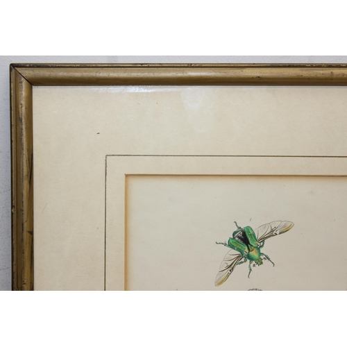 411 - Assorted antique plates or prints of insects and butterflies in glazed frames, largest approx 42cm x... 