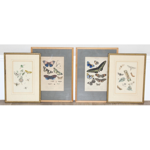 411 - Assorted antique plates or prints of insects and butterflies in glazed frames, largest approx 42cm x... 