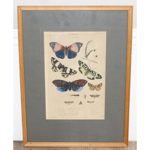 411 - Assorted antique plates or prints of insects and butterflies in glazed frames, largest approx 42cm x... 