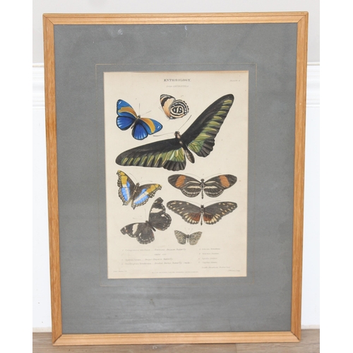 411 - Assorted antique plates or prints of insects and butterflies in glazed frames, largest approx 42cm x... 