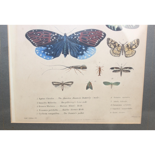 411 - Assorted antique plates or prints of insects and butterflies in glazed frames, largest approx 42cm x... 