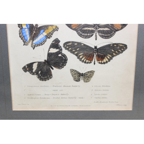 411 - Assorted antique plates or prints of insects and butterflies in glazed frames, largest approx 42cm x... 