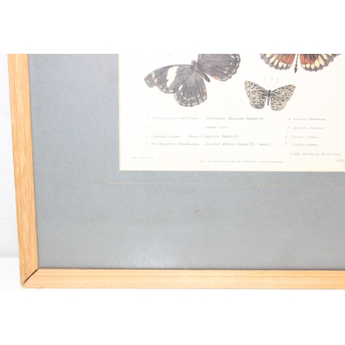 411 - Assorted antique plates or prints of insects and butterflies in glazed frames, largest approx 42cm x... 