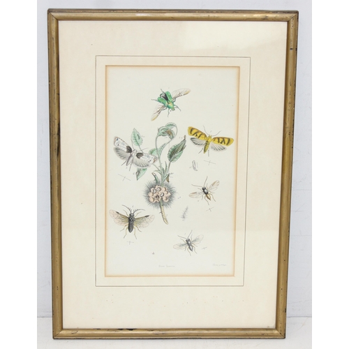 411 - Assorted antique plates or prints of insects and butterflies in glazed frames, largest approx 42cm x... 