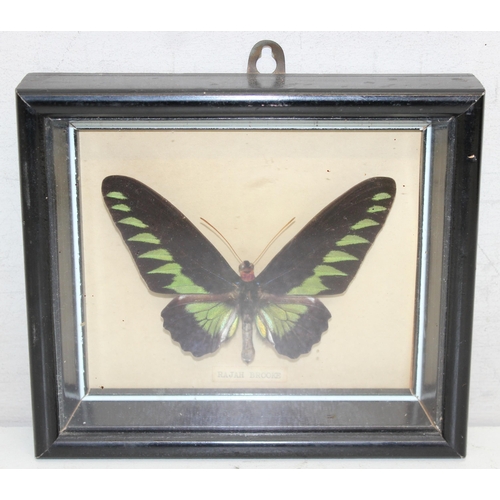 412 - Taxidermy study of Rajah Brooke's birdwing butterfly in glazed frame display, approx 21cm x 18cm